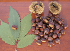 American Chestnut Trees- Bundles